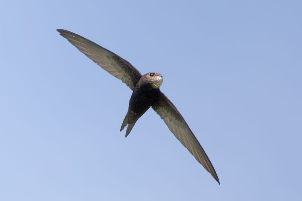 Common Swift