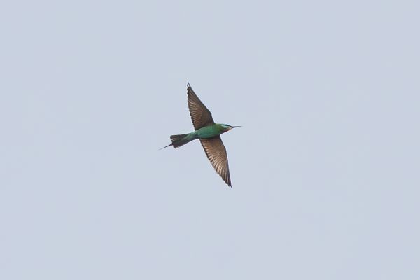 Blue-cheeked Bee-eater