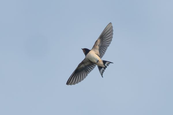 Barn Swallow