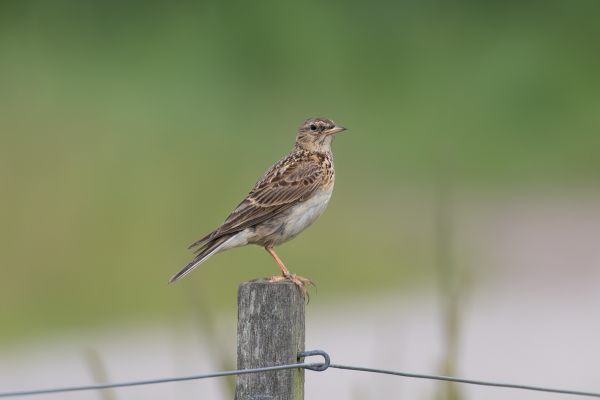Eurasian Skylark