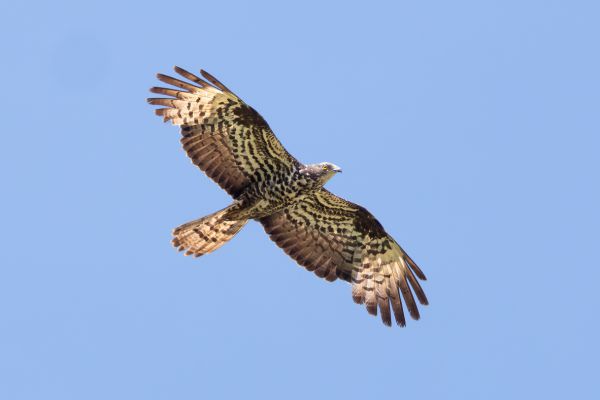European Honey Buzzard
