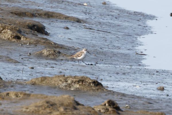 Western Sandpiper