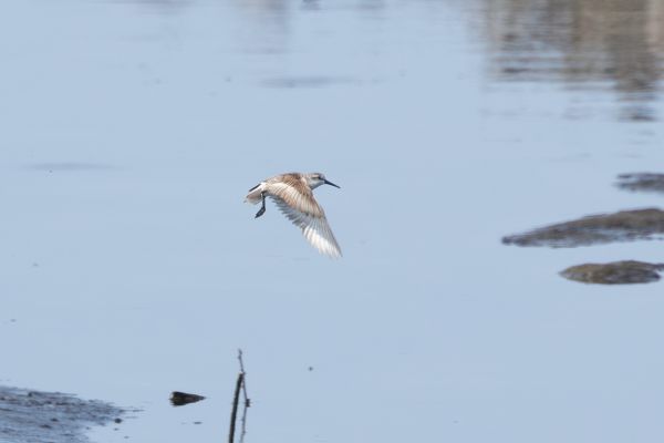 Western Sandpiper