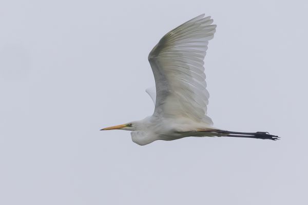 Great Egret