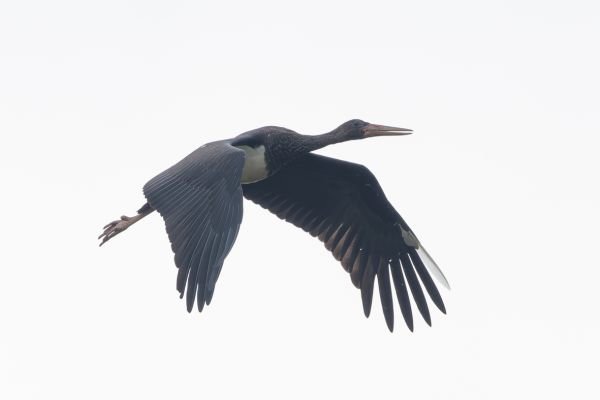Black Stork