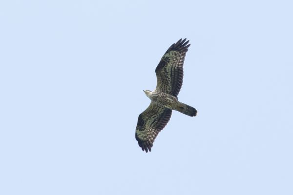 European Honey Buzzard