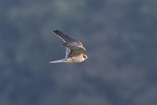 Red-footed Falcon