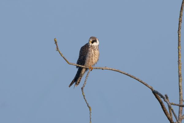 Red-footed Falcon
