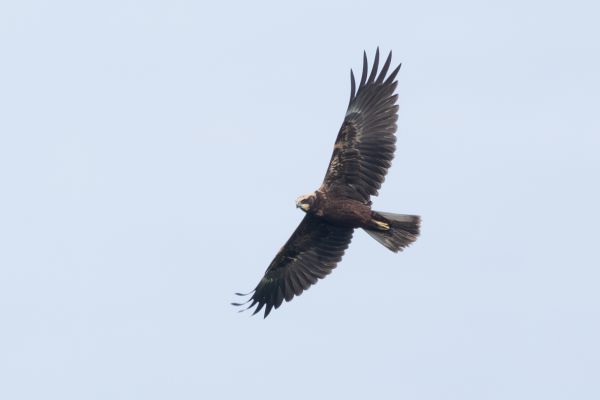 Western Marsh Harrier