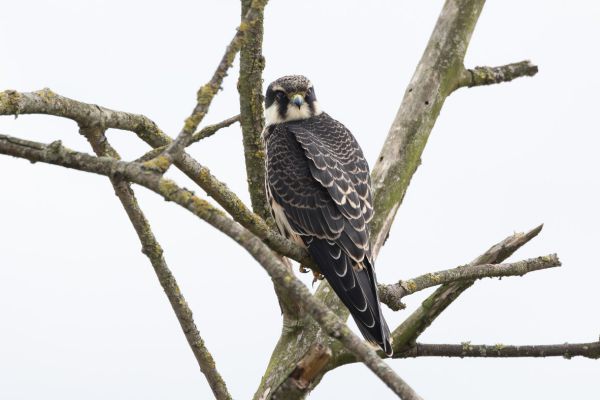 Eurasian Hobby