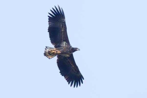 White-tailed Eagle