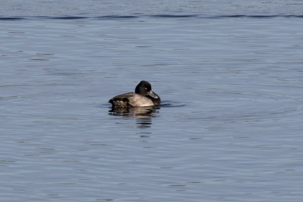 Lesser Scaup
