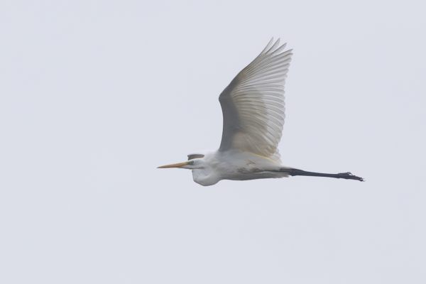 Great Egret