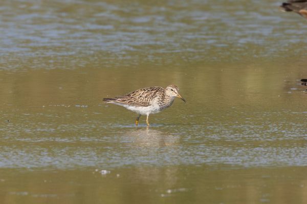 Pectoral Sandpiper