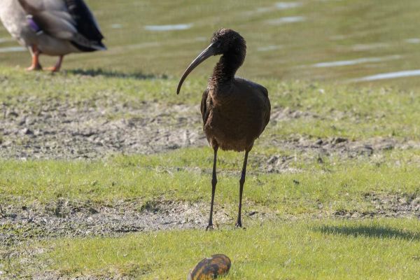 Glossy Ibis