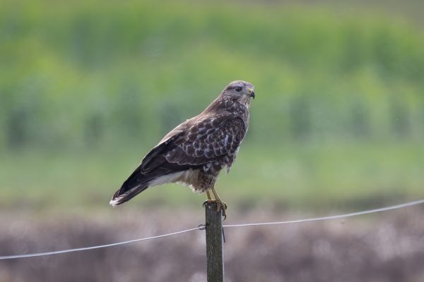 Common Buzzard