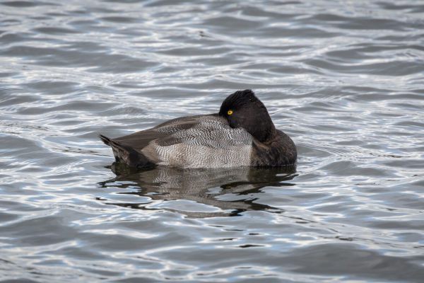 Lesser Scaup