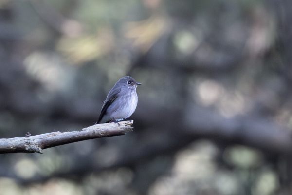 Dark-sided Flycatcher