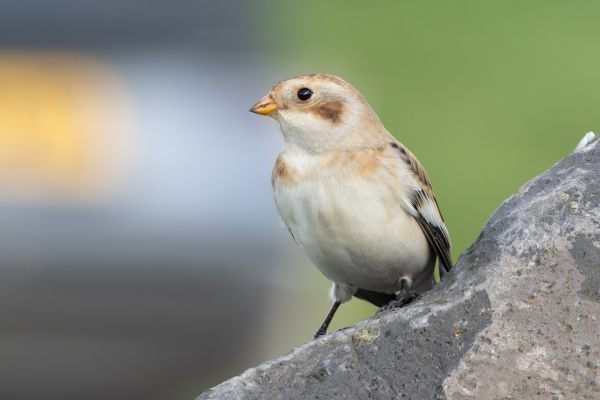 Snow Bunting