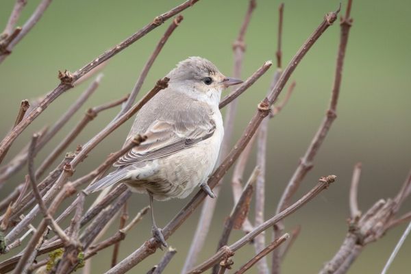 Barred Warbler