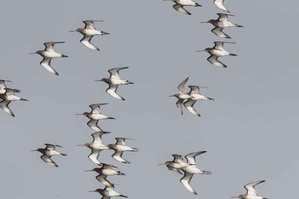 Long-billed Dowitcher