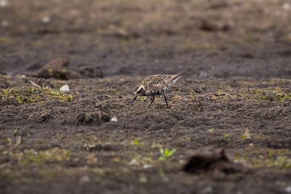 Amerikaanse Goudplevier