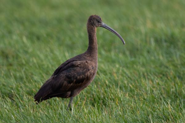 Zwarte Ibis