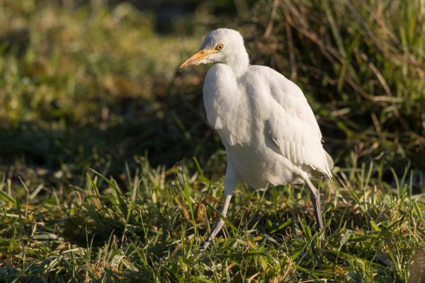 Koereiger