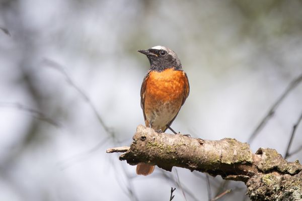 Gekraagde Roodstaart