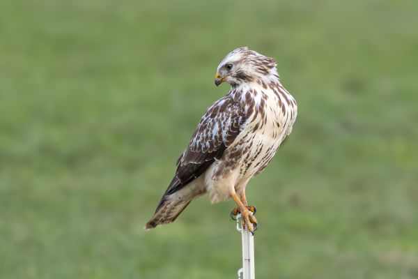 Buizerd