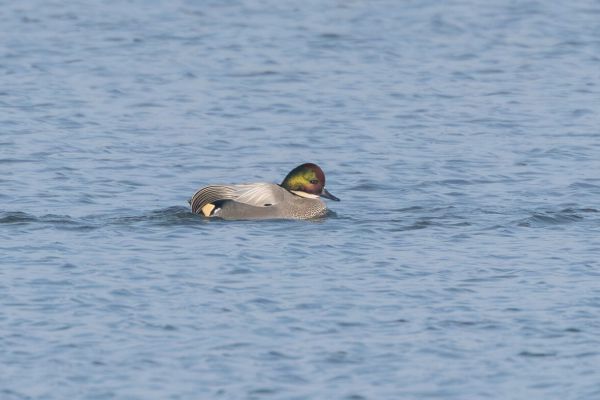 Falcated Duck