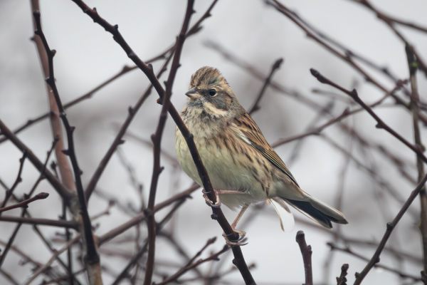 Black-faced Bunting