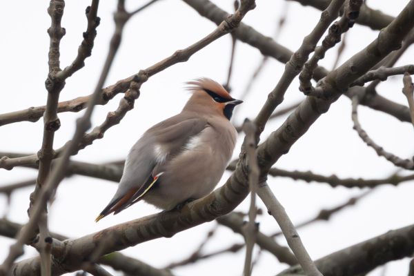Bohemian Waxwing