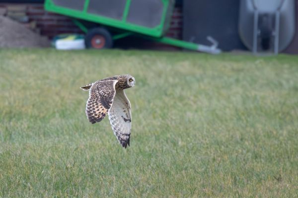 Short-eared Owl