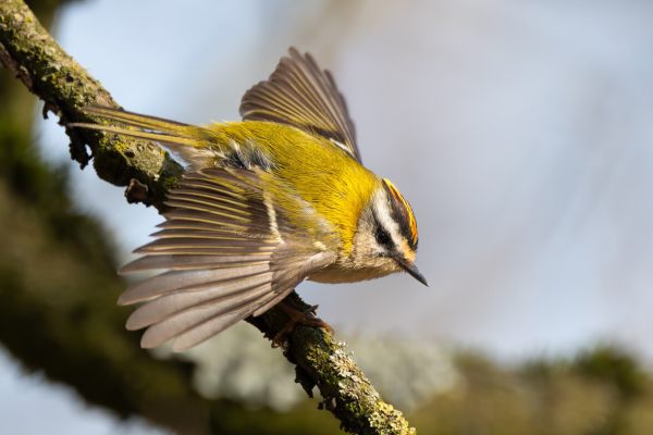 Common Firecrest