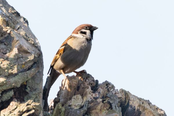 Eurasian Tree Sparrow