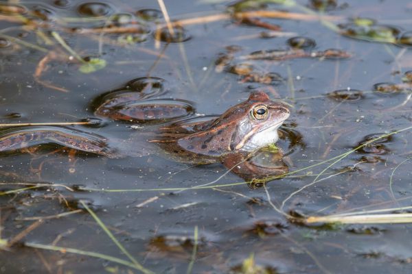 Moor Frog