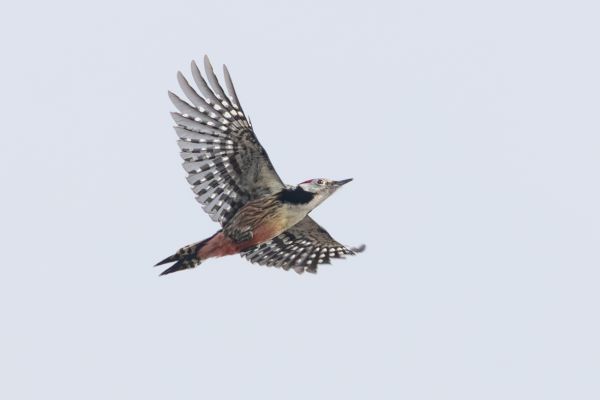 Middle Spotted Woodpecker