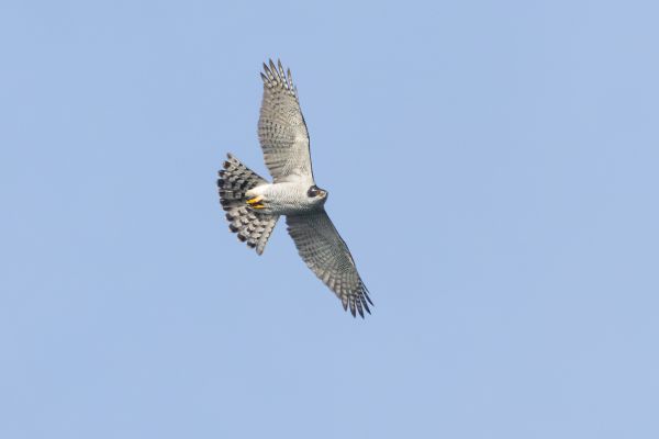 Eurasian Goshawk