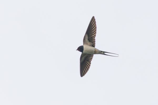 Barn Swallow