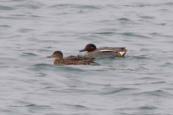 Eurasian Teal