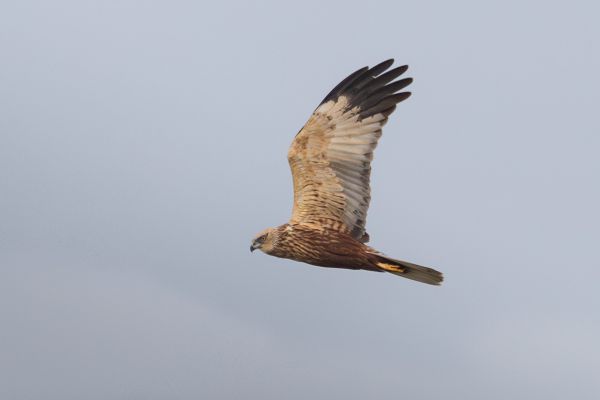 Western Marsh Harrier
