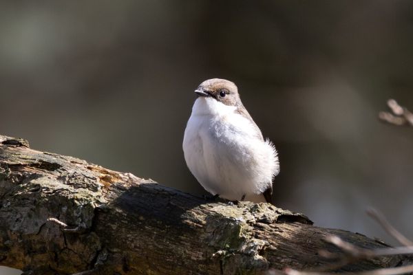 European Pied Flycatcher