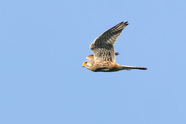 Common Kestrel