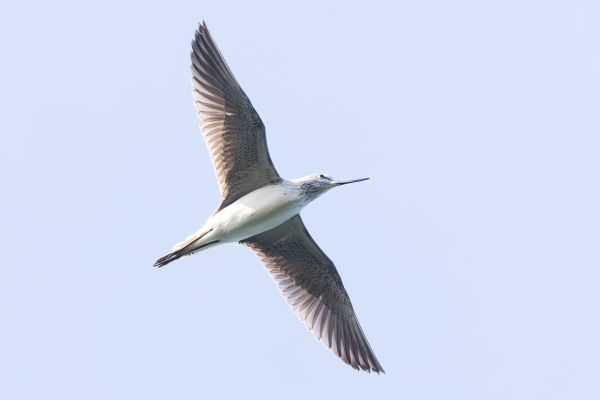 Common Greenshank