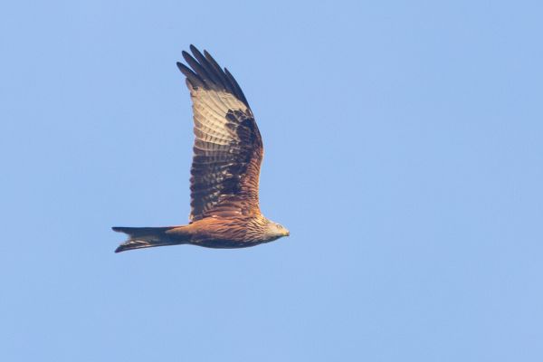 Red Kite