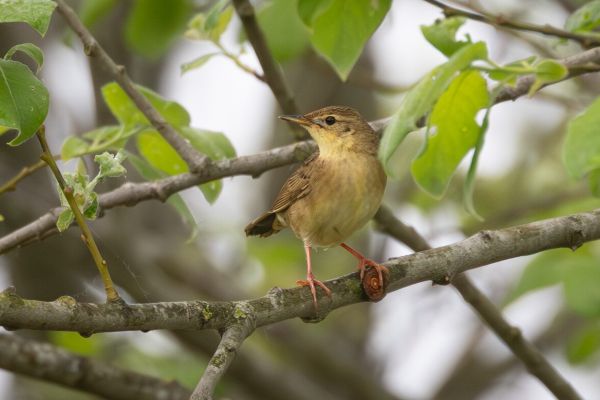 Common Grasshopper Warbler