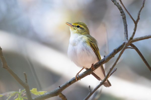 Wood Warbler