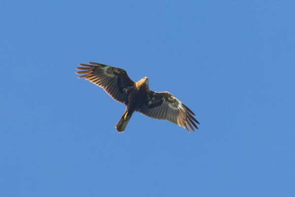 Western Marsh Harrier