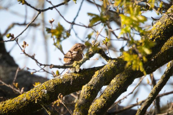 Eurasian Wryneck